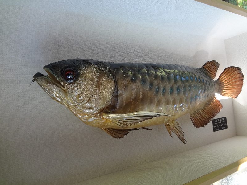 魚類剥製工房＜リアルアート岩井＞