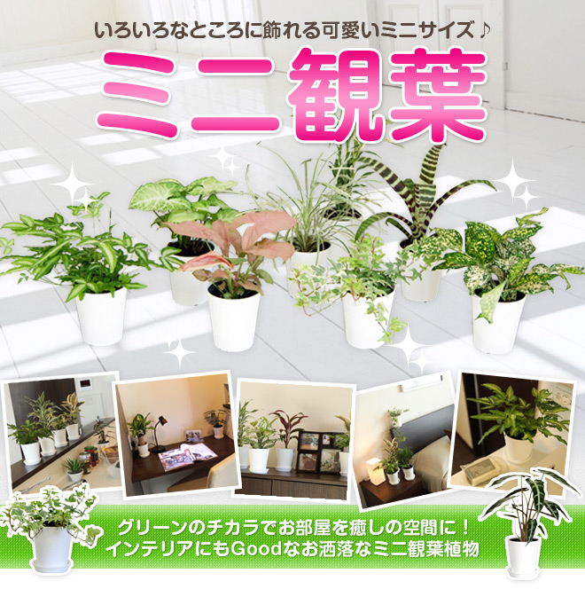 楽天市場】ミニ観葉植物 福袋 8鉢セット|高さ約20〜40cmドラセナ