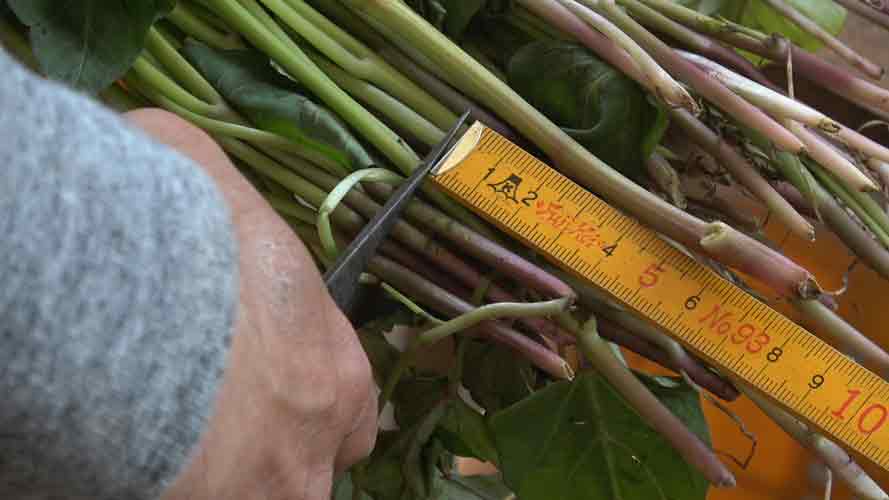 さつまいも苗特集ページ】 サツマイモ基腐病対策・苗生産・栽培方法の