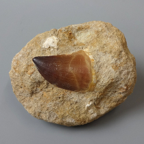 モササウルスの歯｜化石販売・鉱物販売の東京サイエンス