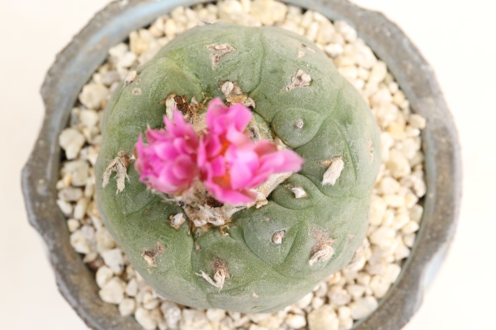 銀冠玉 大疣type 実生 A3336☆ロフォフォラ サボテン☆「送料無料