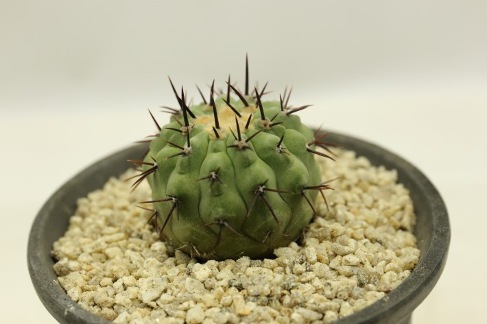 孤竜丸 実生 A3496☆コピアポア コルムナアルバ サボテン☆「送料無料