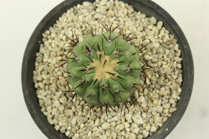 孤竜丸 実生 A3496☆コピアポア コルムナアルバ サボテン☆「送料無料