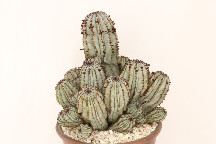 ポリゴナ（スノーフレーク） 実生 古株群生type A3679☆ユーフォルビア