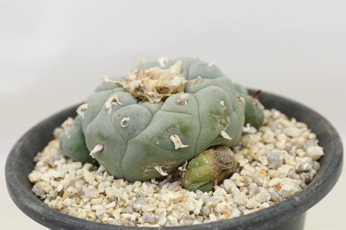 大疣銀冠玉 実生 A3704☆ロフォフォラ サボテン☆「送料無料」浦部陽向園