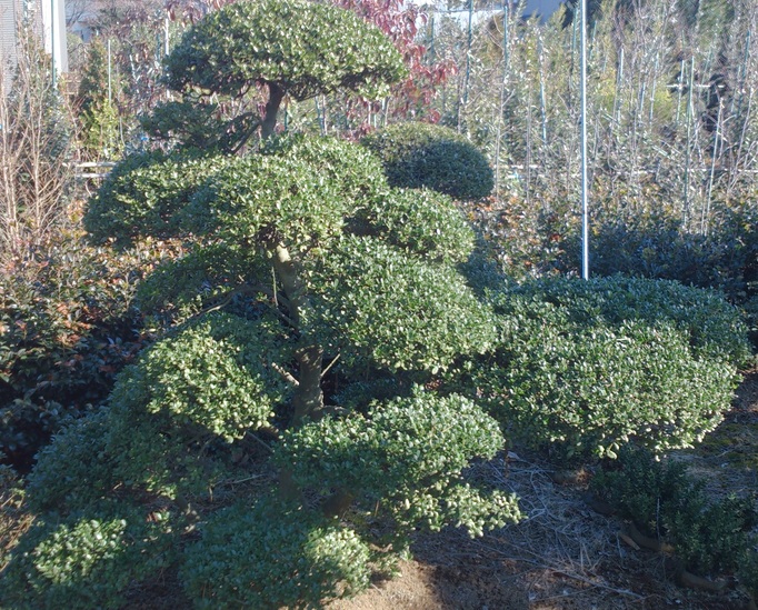 柘植 マメツゲ段作り 指し有り 希少品 販売 価格 | 有限会社 山田植木