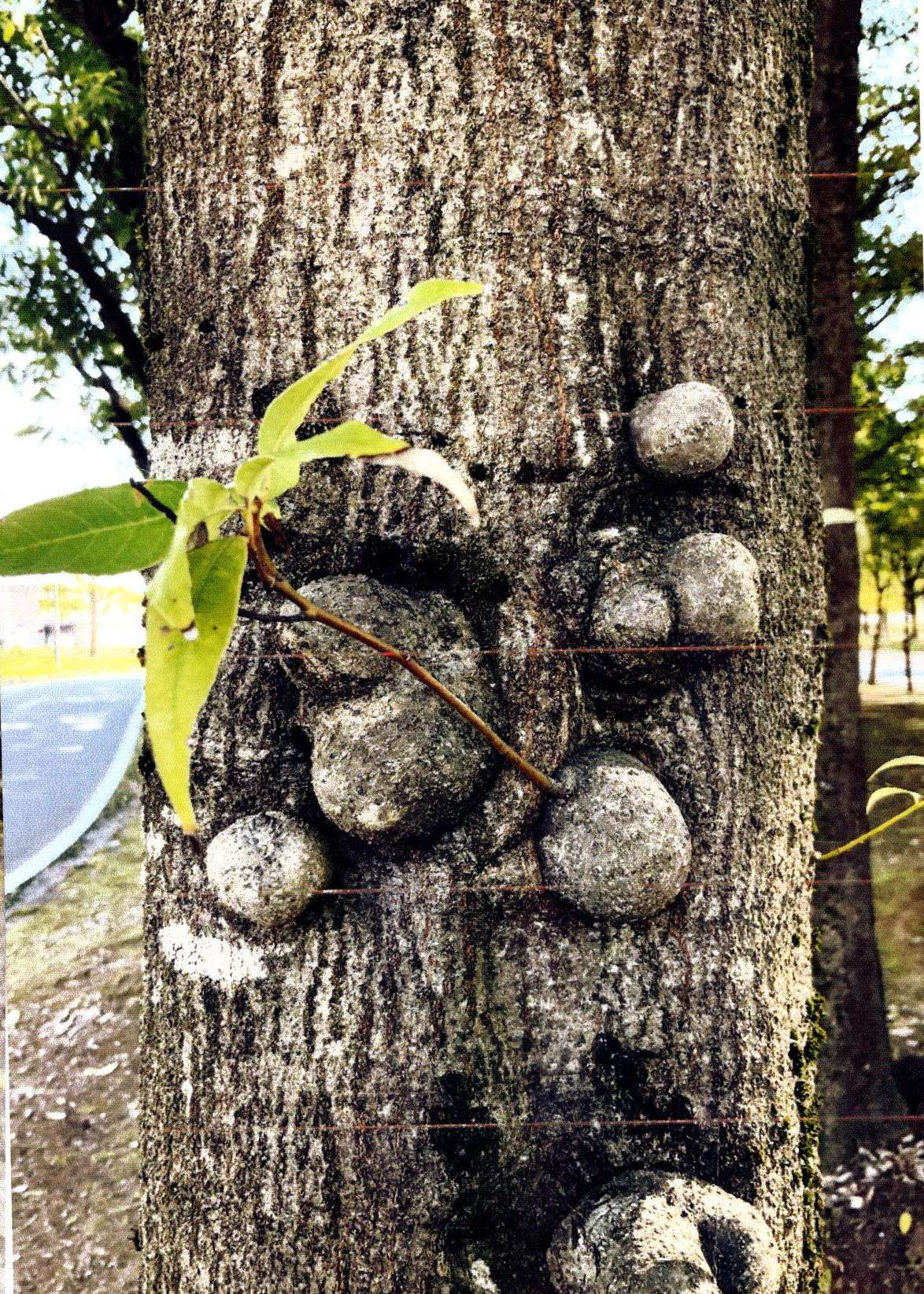 2023/10/21 名畑塾 病害虫診断カード（No.551） - 株式会社 山正