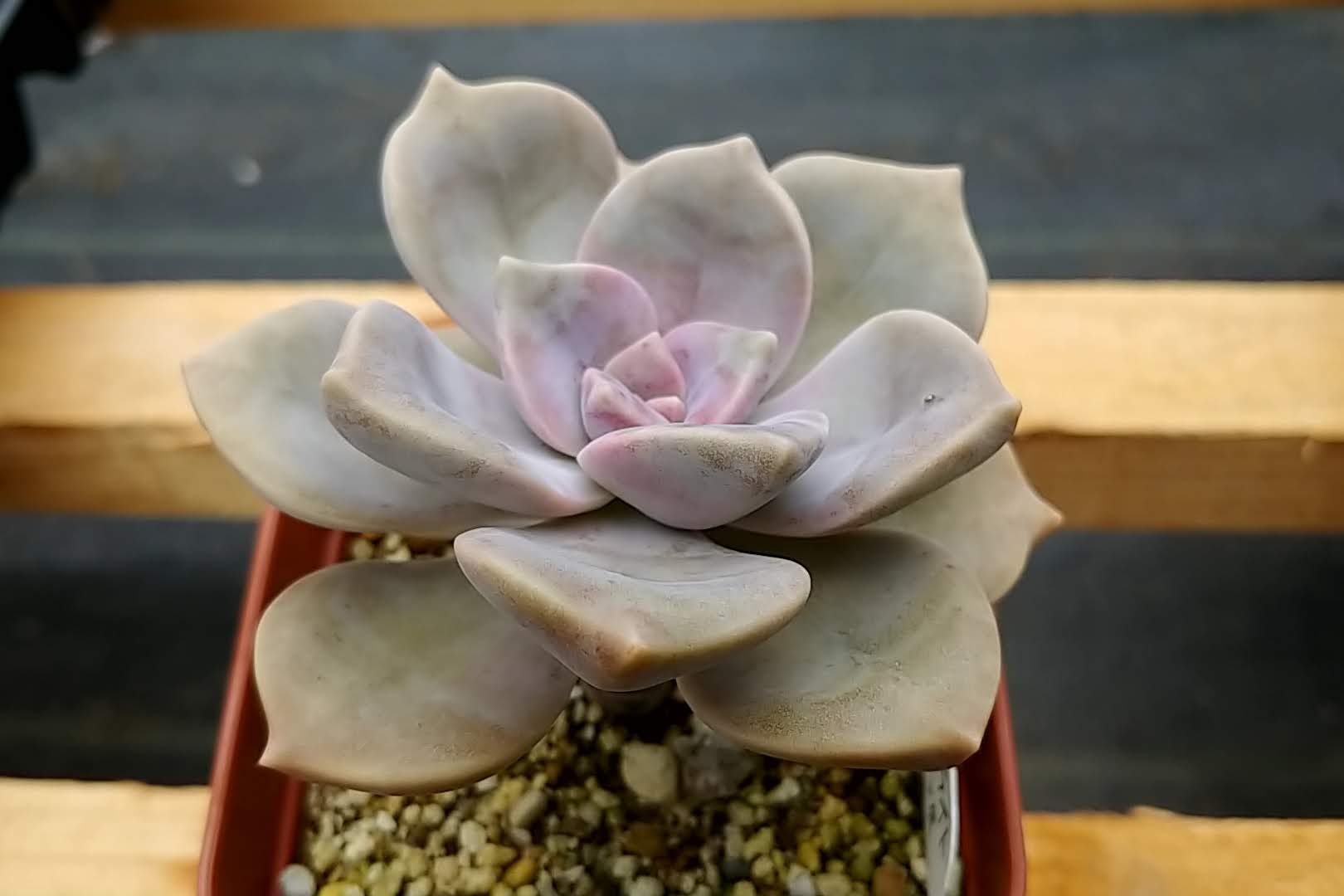 増やしやすい多肉植物、パープルディライト編。葉挿し100% | 四色だんご