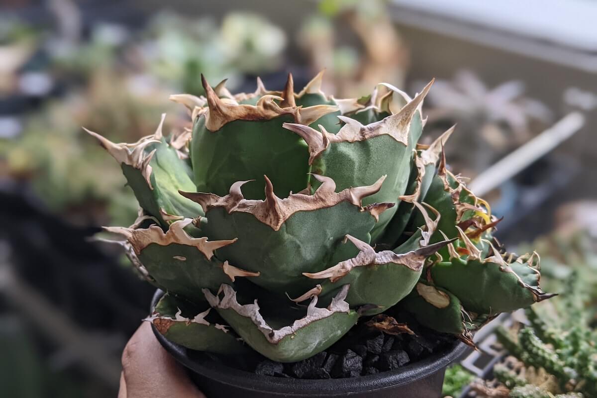 アガベ チタノタ BB、赤猫、白鯨 3株セット③ アガベ チタノタ BB、赤