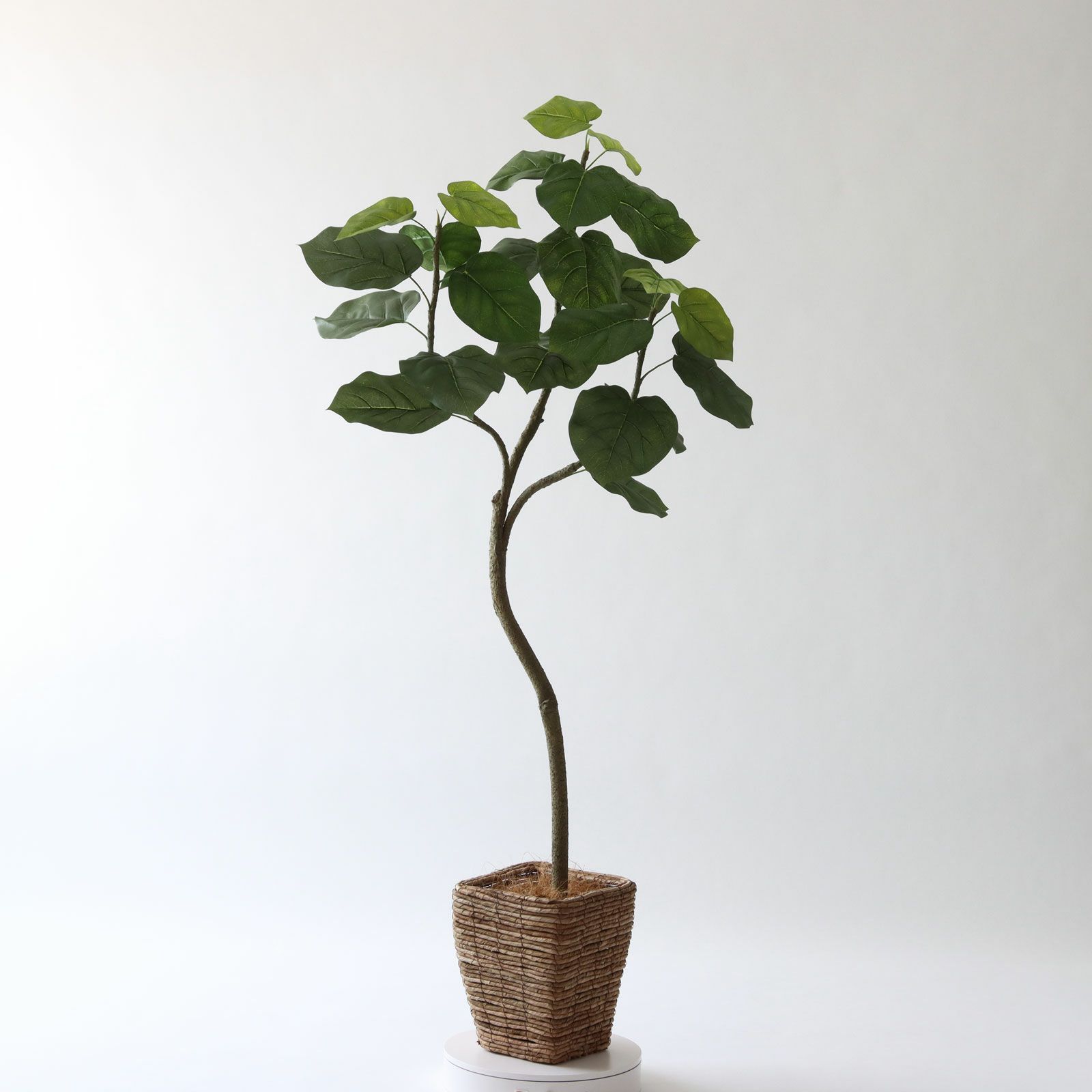 No9266 プレミアム光触媒フェイクグリーン「幹を曲げて、フォルムが