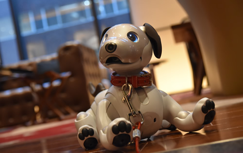 ビジネス（法人のお客様向けストア） | aibo