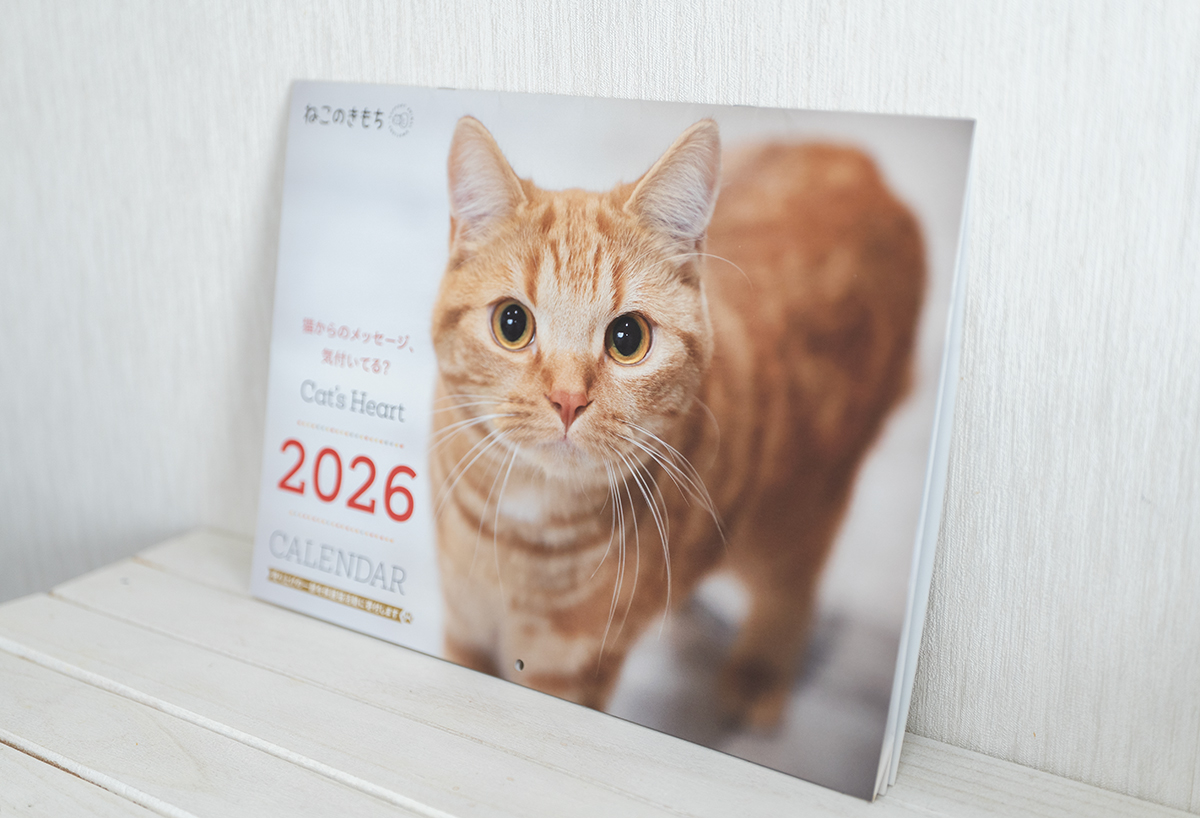ねこのきもち大判カレンダー2026に掲載決定！ | 猫写真家 雨樹一期