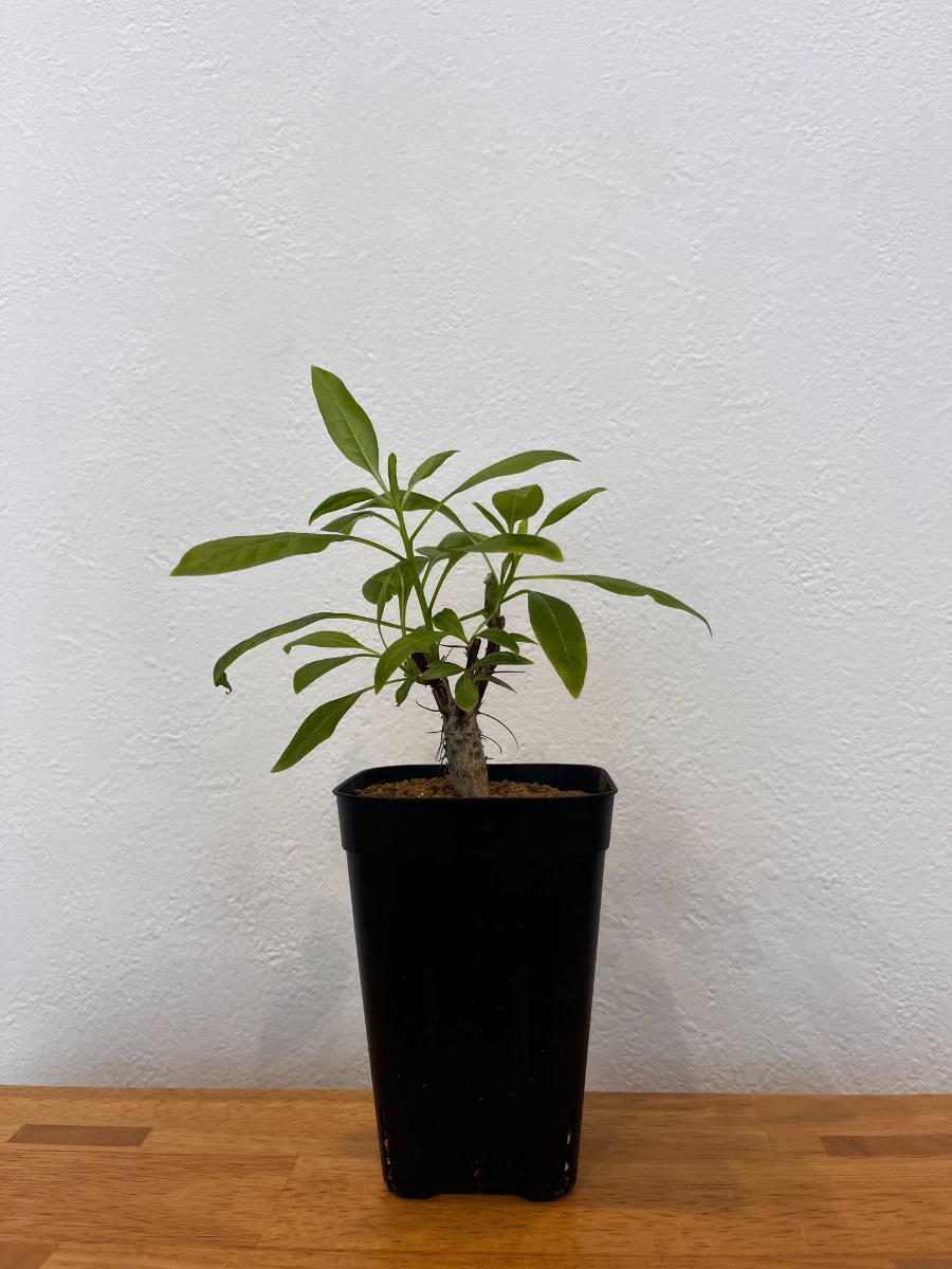 フォークイエリア・ファシクラータ（実生）_01 | SHELF