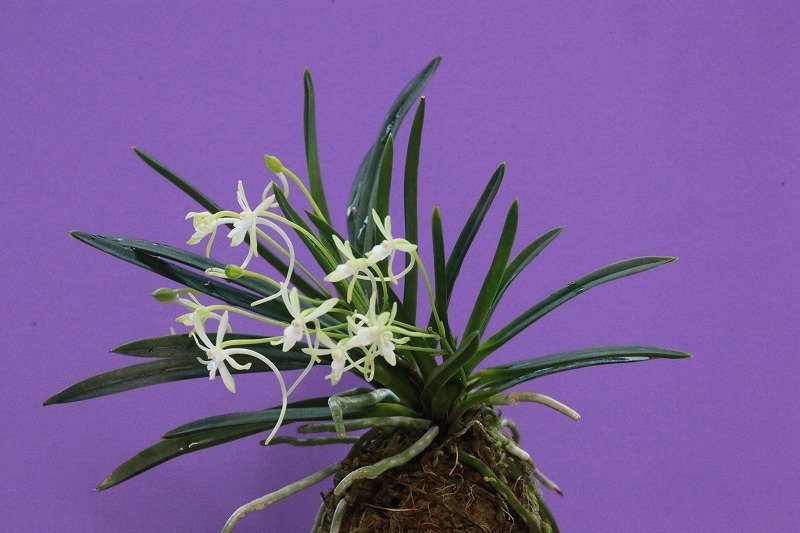 富貴蘭「高野緑花」の花｜KJ Morison