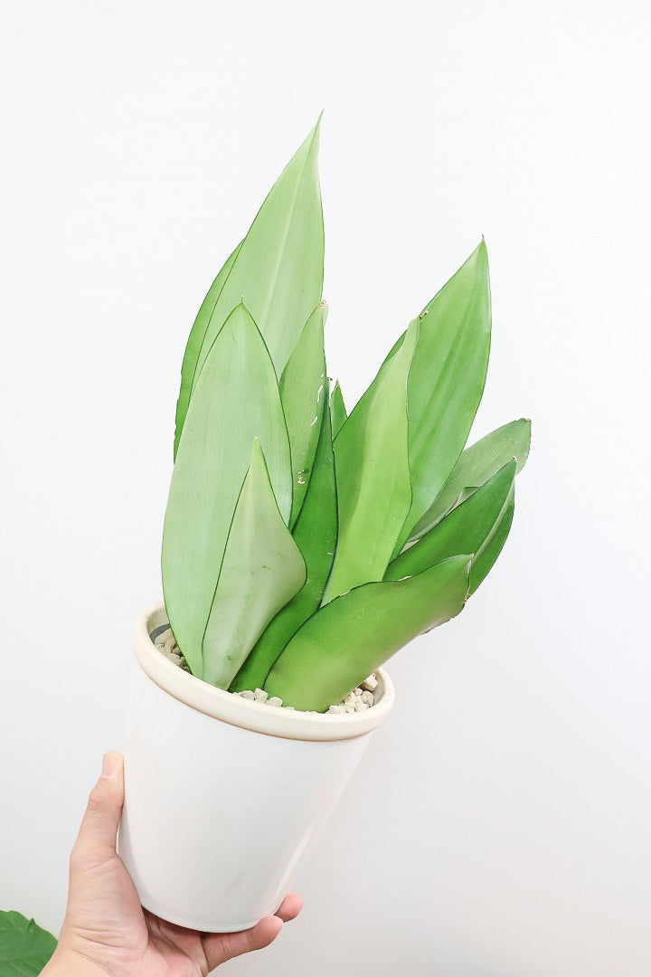 サンスベリア ムーンシャインW60859| 観葉植物の通信販売 | APEGO