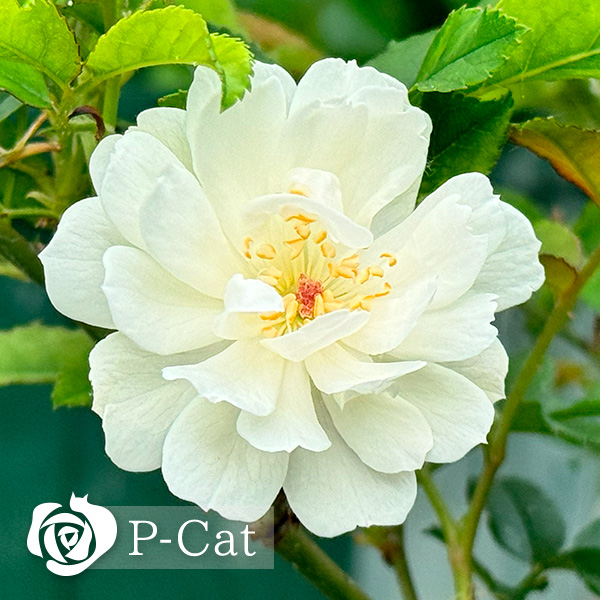 ピューレッツァ Purezza ｜ ピーキャットローズショップ