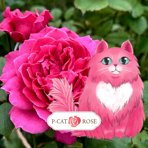 ピーキャットローズ ｜ ピーキャットローズショップ