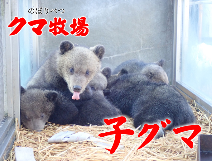 ヒグマクイズ「子グマ」（2022年3月） | のぼりべつクマ牧場 公式サイト