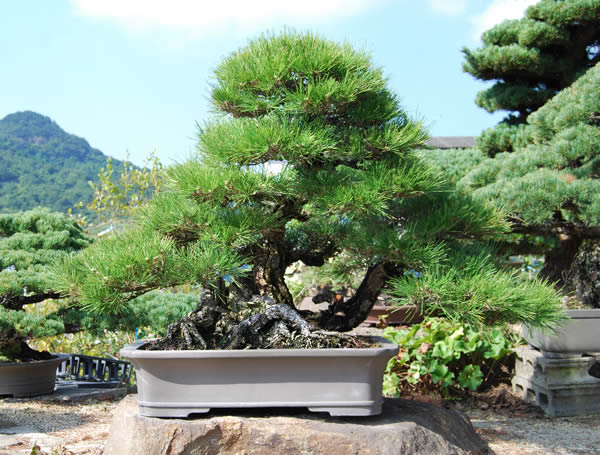 黒松 | 盆栽 | 四国新聞社