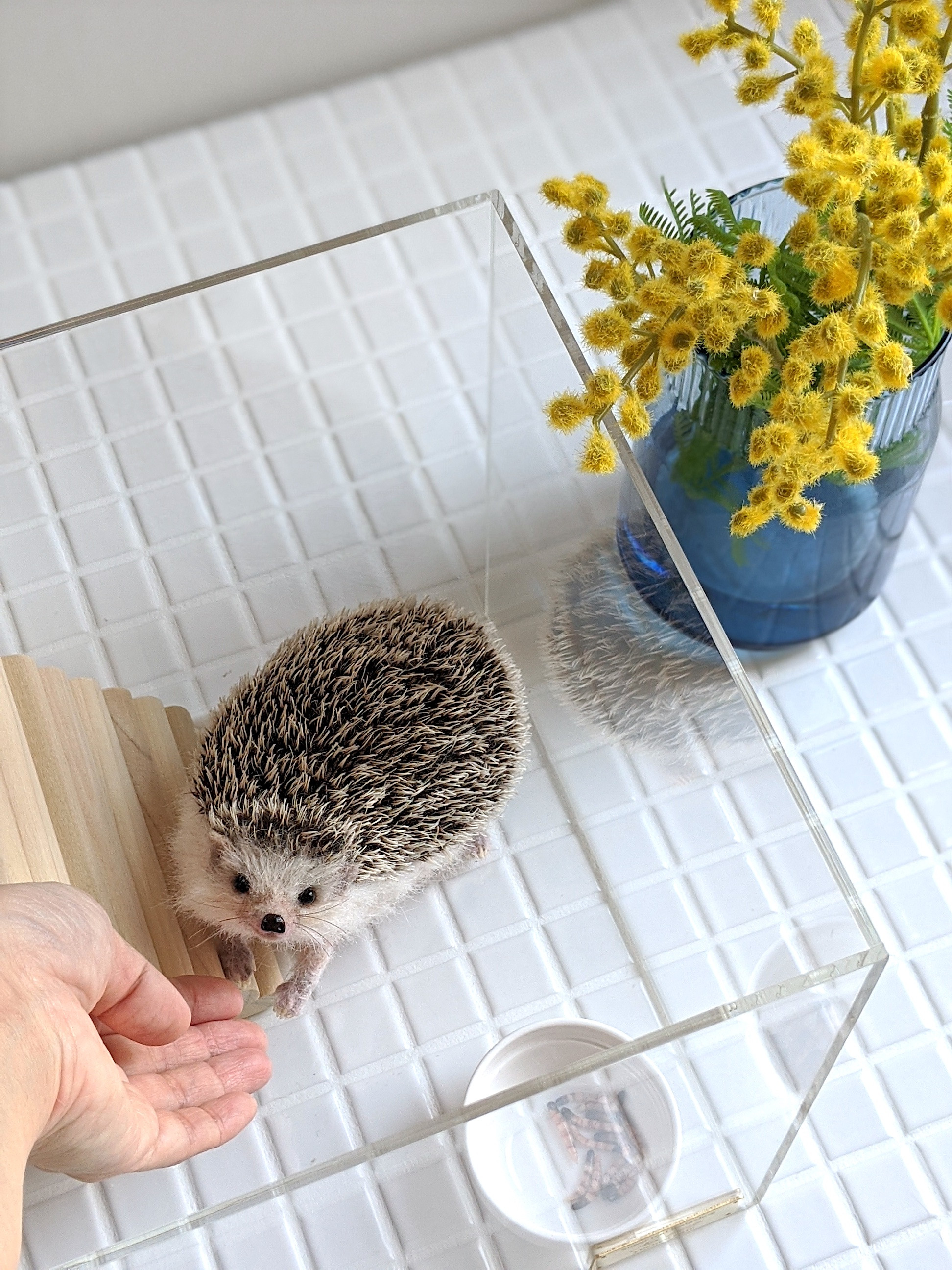 gallery - 羊毛フェルト yucoco cafe さくだゆうこ