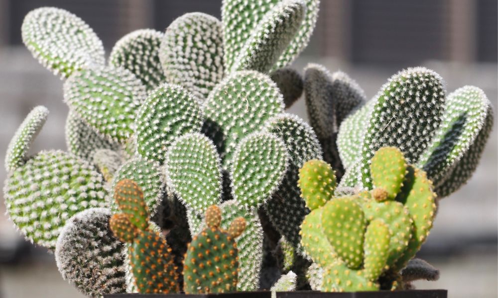 ウチワサボテンの種類図鑑｜トゲなしや食用の品種もある？