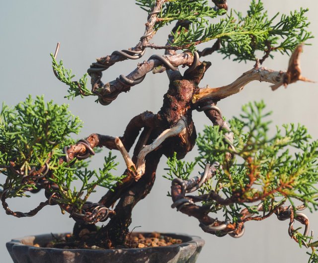 台湾 糸魚川真柏ミニ盆栽 水線と舎利彫刻が織りなす多彩な表情