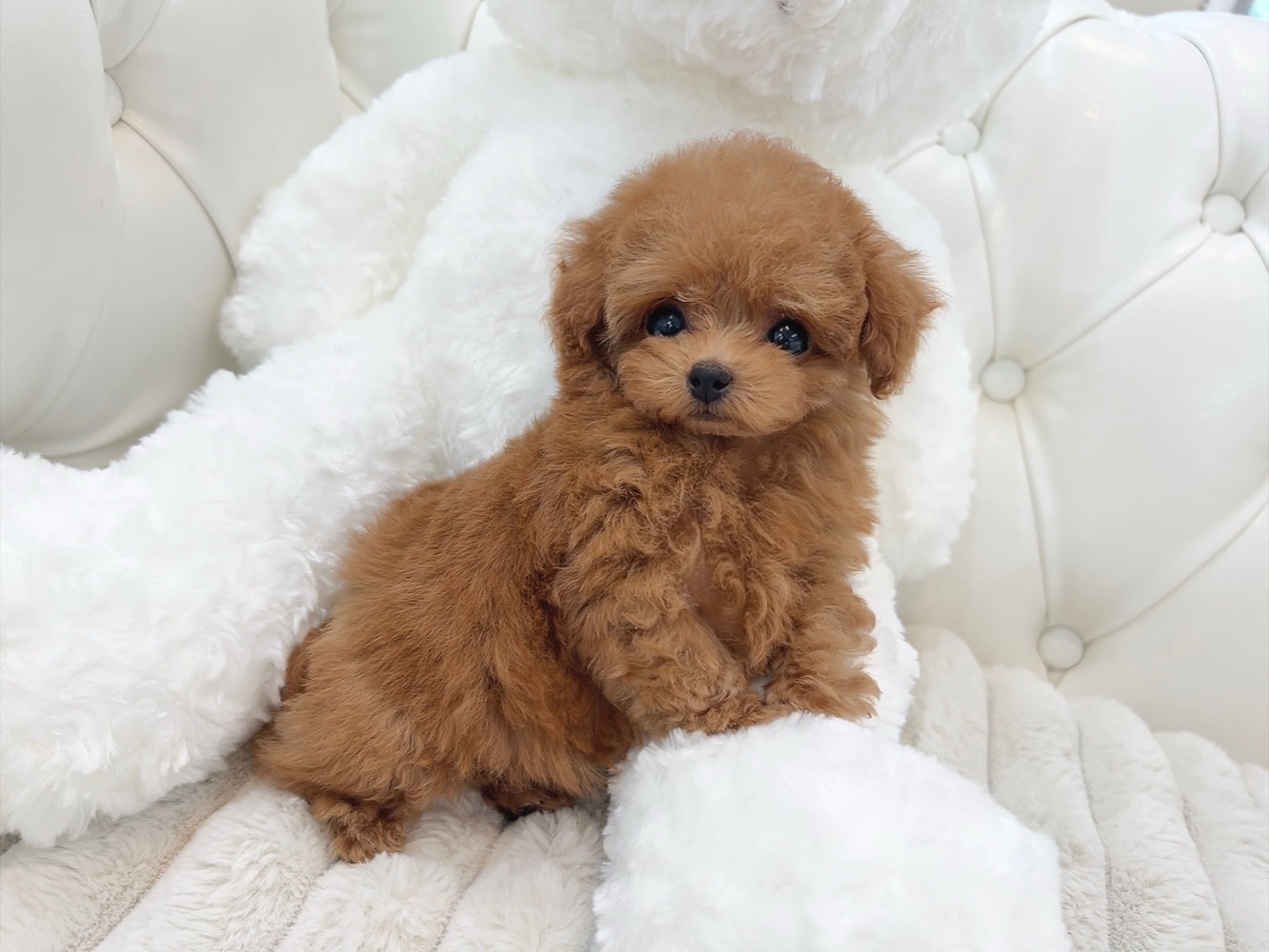 極小サイズでドワーフ体型のレッド（レッドフォーン）女の子＊4511