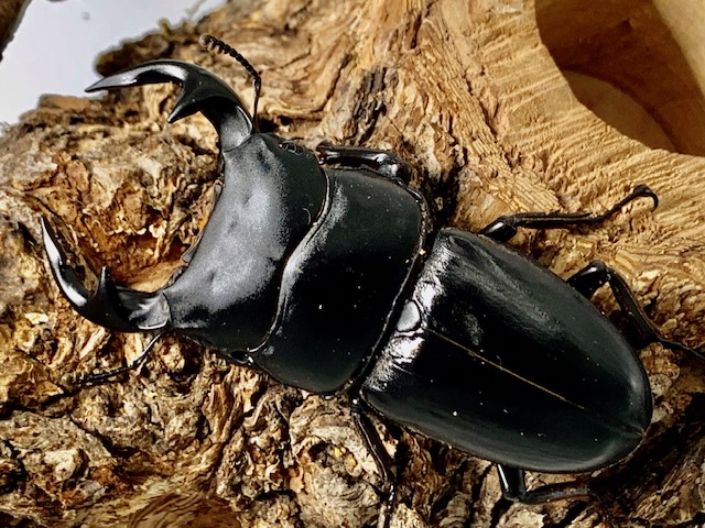 原名亜種ラオスグランディスオオクワ ♂40～♂85mmUP ペア (ラオス