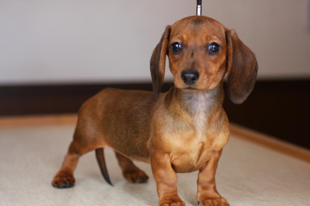 ミニチュア・ダックスフンド スムース レッド メス 2015年10月19日