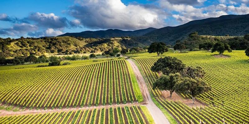 メール・ソレイユ MER SOLEIL | エノテカ - ワイン通販