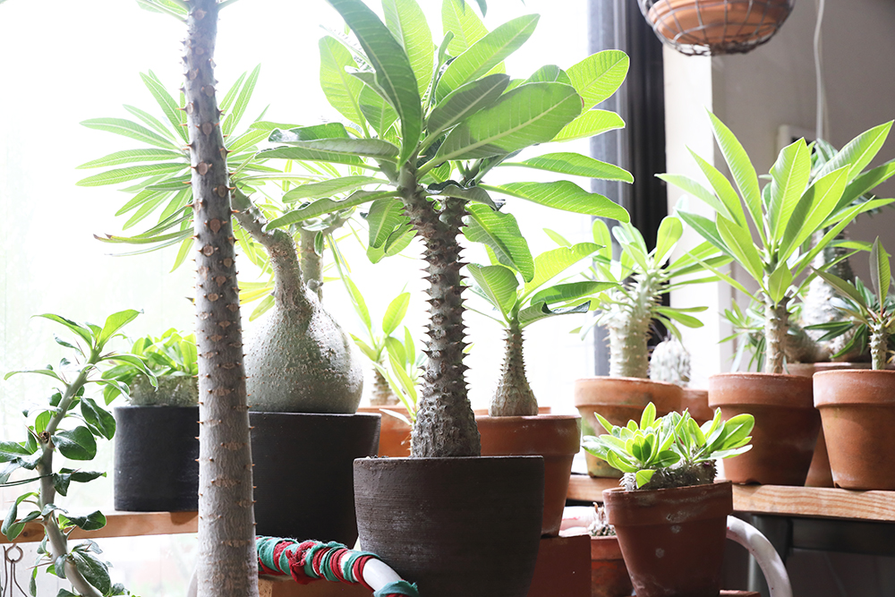 パキポディウム・グラキリス】塊根植物好きを魅了する、その秘密を徹底