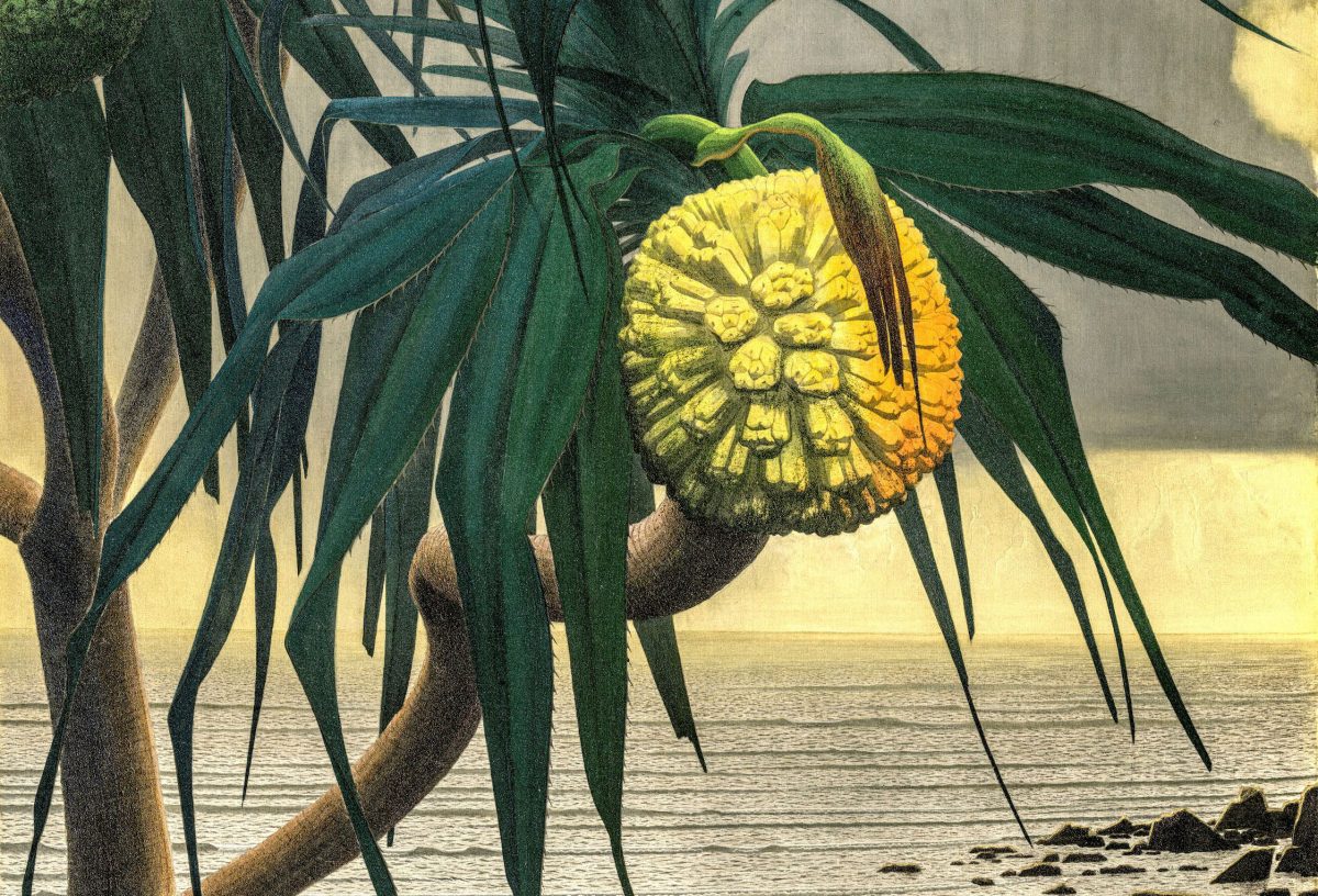 奄美の地で名画を生み出した清貧の画家・田中一村と、その目がとらえた