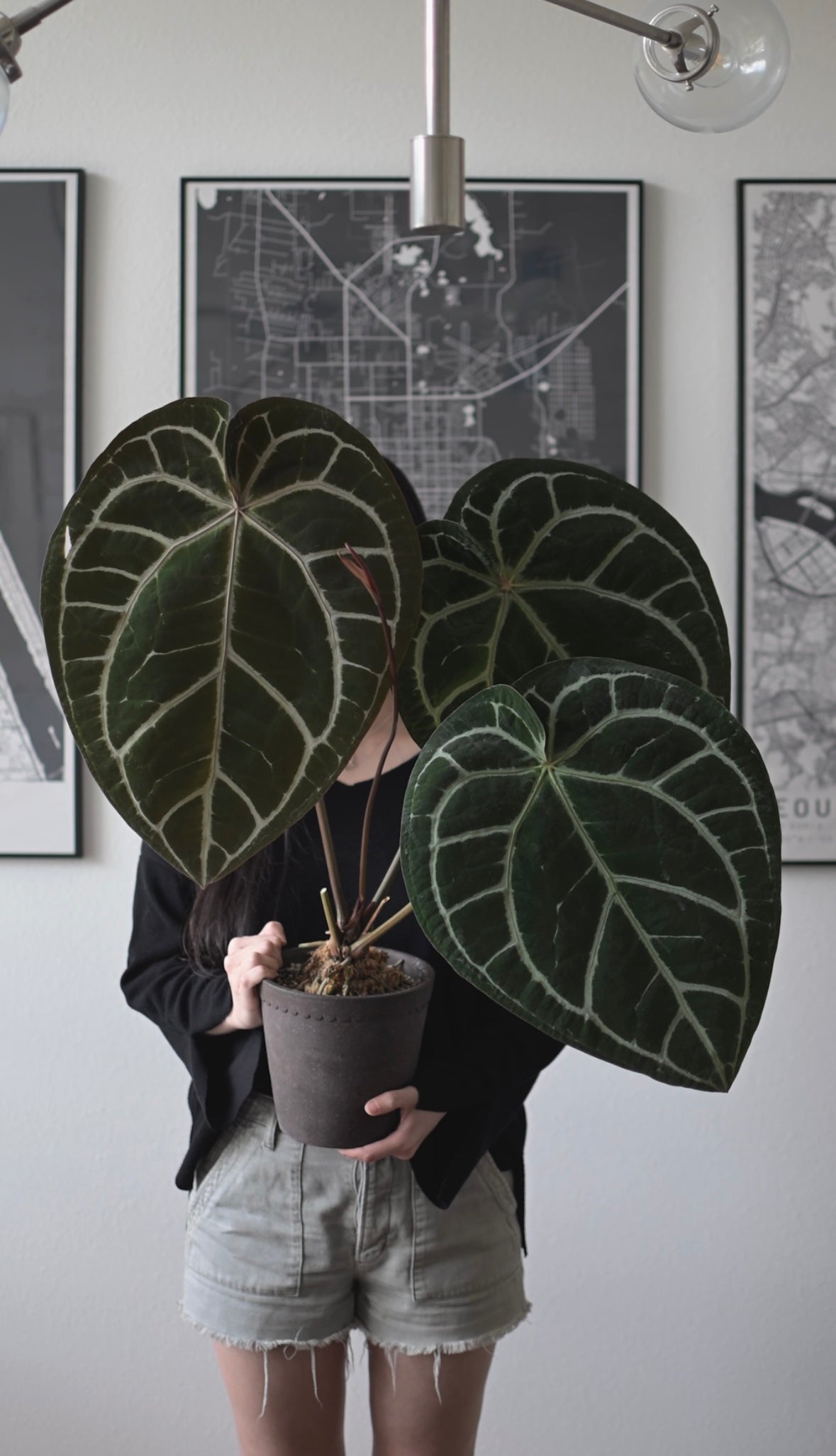 GIVEAWAY] (A. SKG Silver X Tezula A. Red Crystallinum) X A