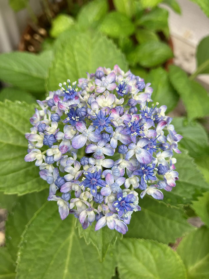 花の宝石箱」「ブーケみたいで素敵」 花火のような紫陽花に魅了される