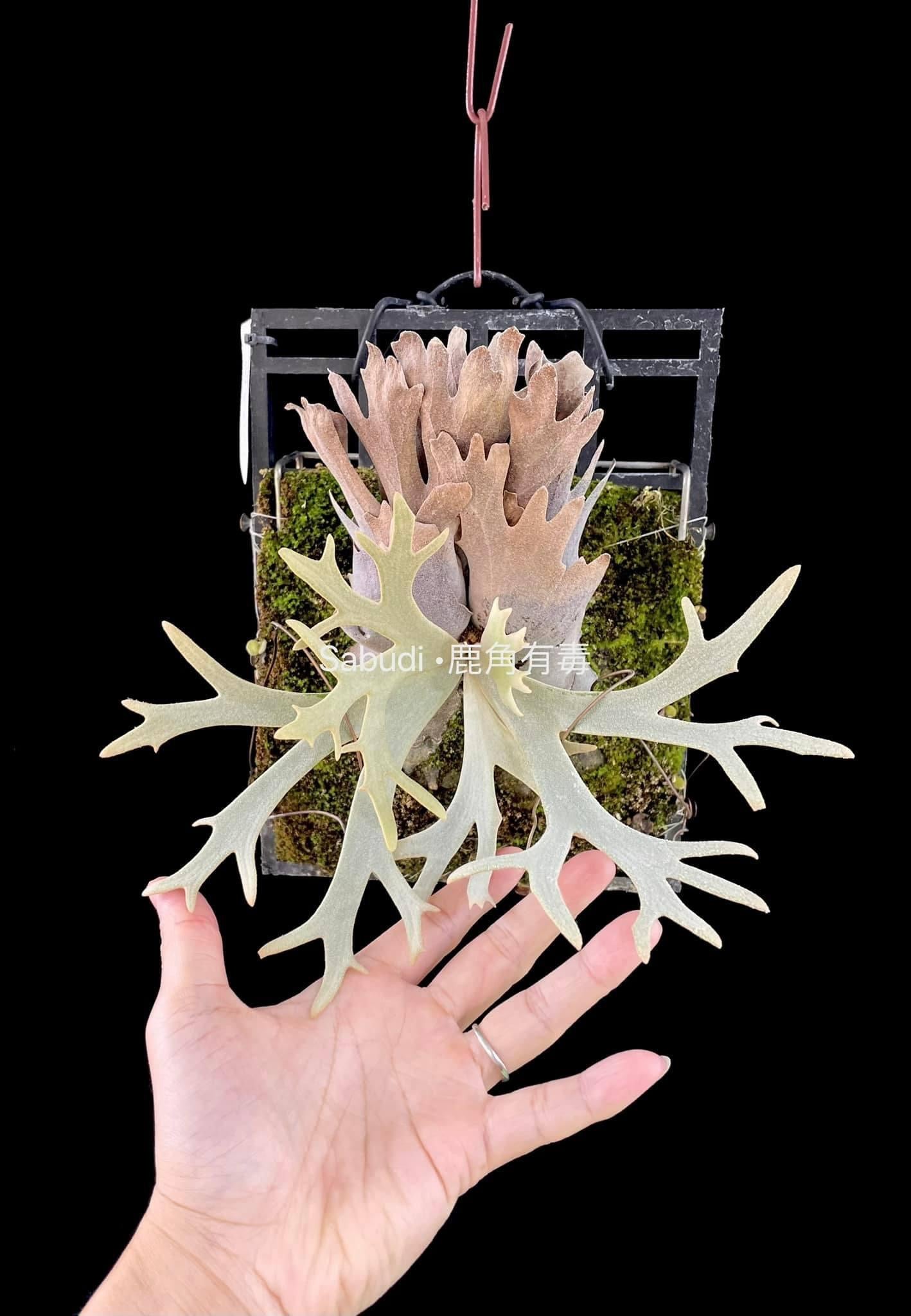 P. Willinckii Dwarf Spore Mutate | Rare Collectible – HCorchids