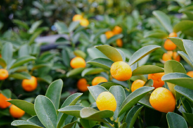 柑橘 キンカン 大実金柑 福寿 （きんかん ふくじゅ） 苗 おすすめ 苗木部