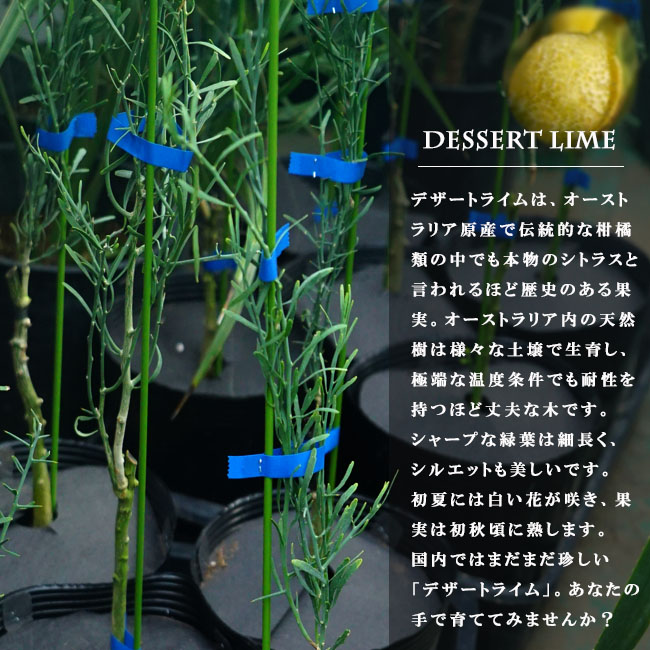 柑橘 ライム デザートライム 苗 通販 苗木部 By 花ひろばオンライン