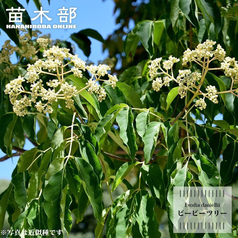 リグナムバイタ 苗 販売 苗木部 By 花ひろばオンライン