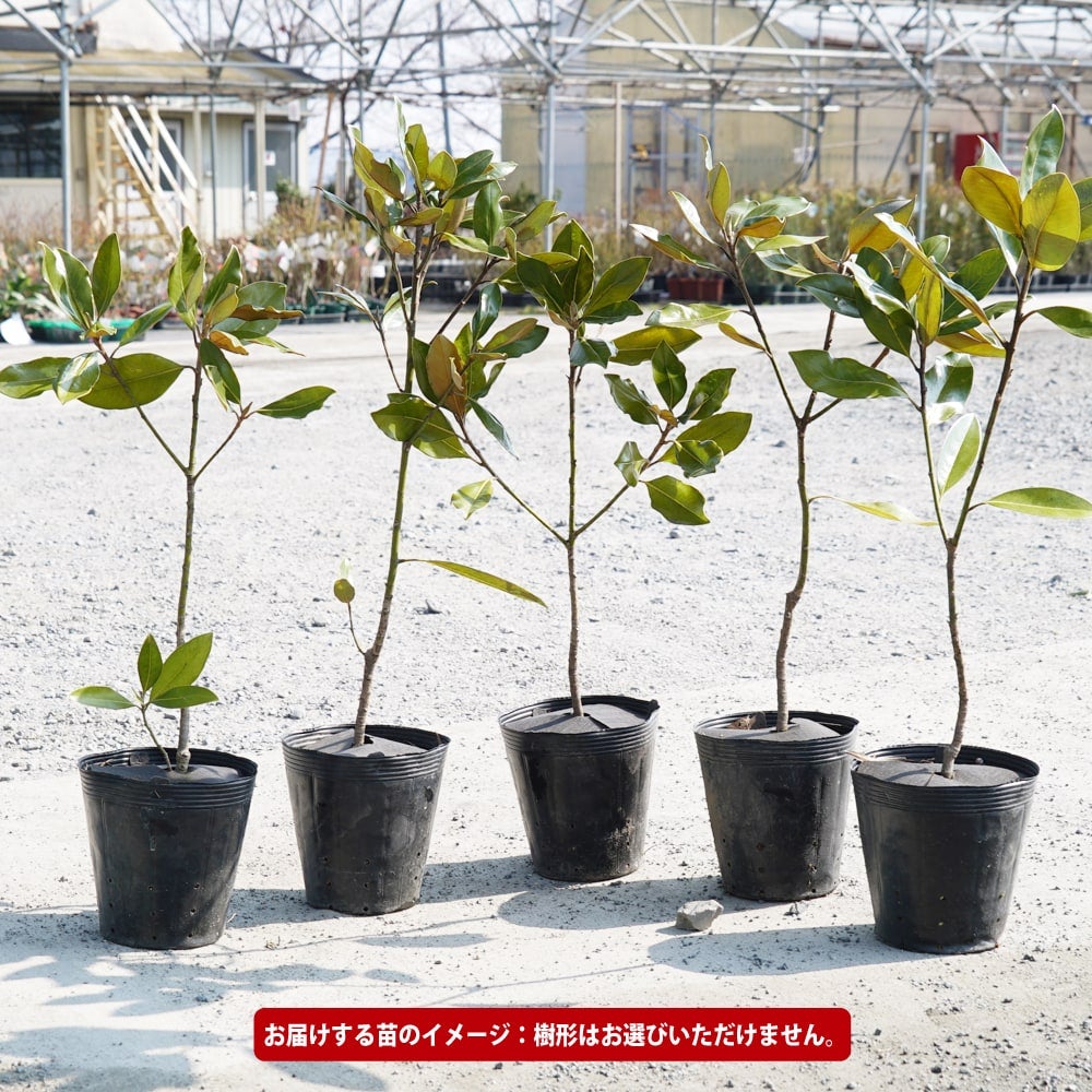 タイサンボク リトルジェム 苗 販売 苗木部 By 花ひろばオンライン