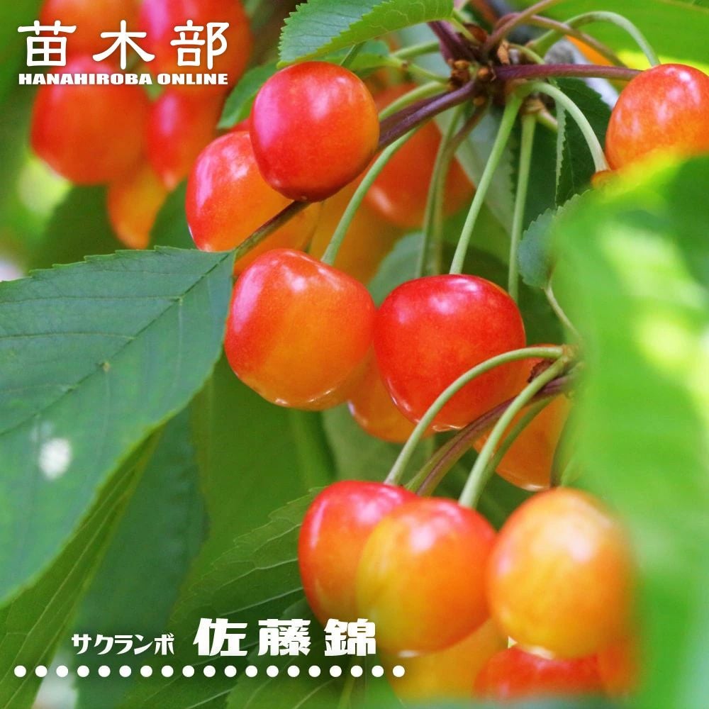 サクランボ 紅きらり 苗 販売 苗木部 By 花ひろばオンライン