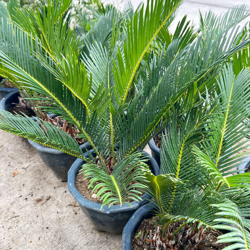 金環ソテツ 2.5号ポットつき 2株セット❗ い 金環ソテツ ソテツ：金環