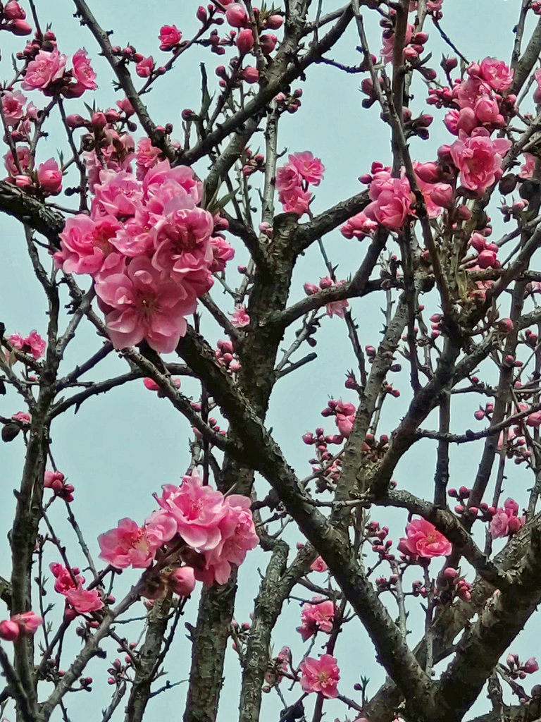 モモ (桃) - 【植物図鑑】 花の名前を調べる - hananani.com