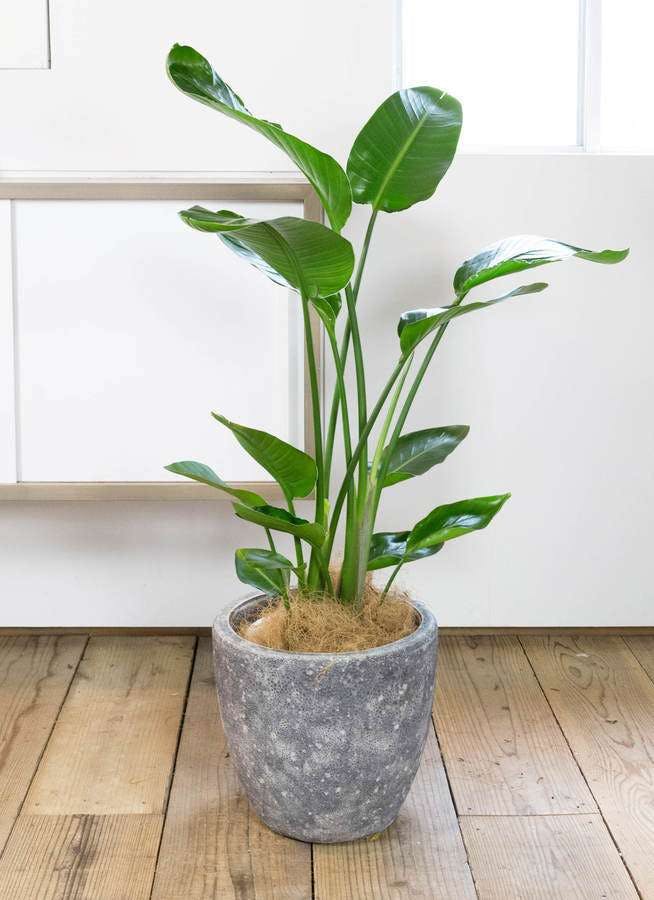 極楽鳥花ストレリチア・レギネを通販で探そう！育て方や相場情報まとめ