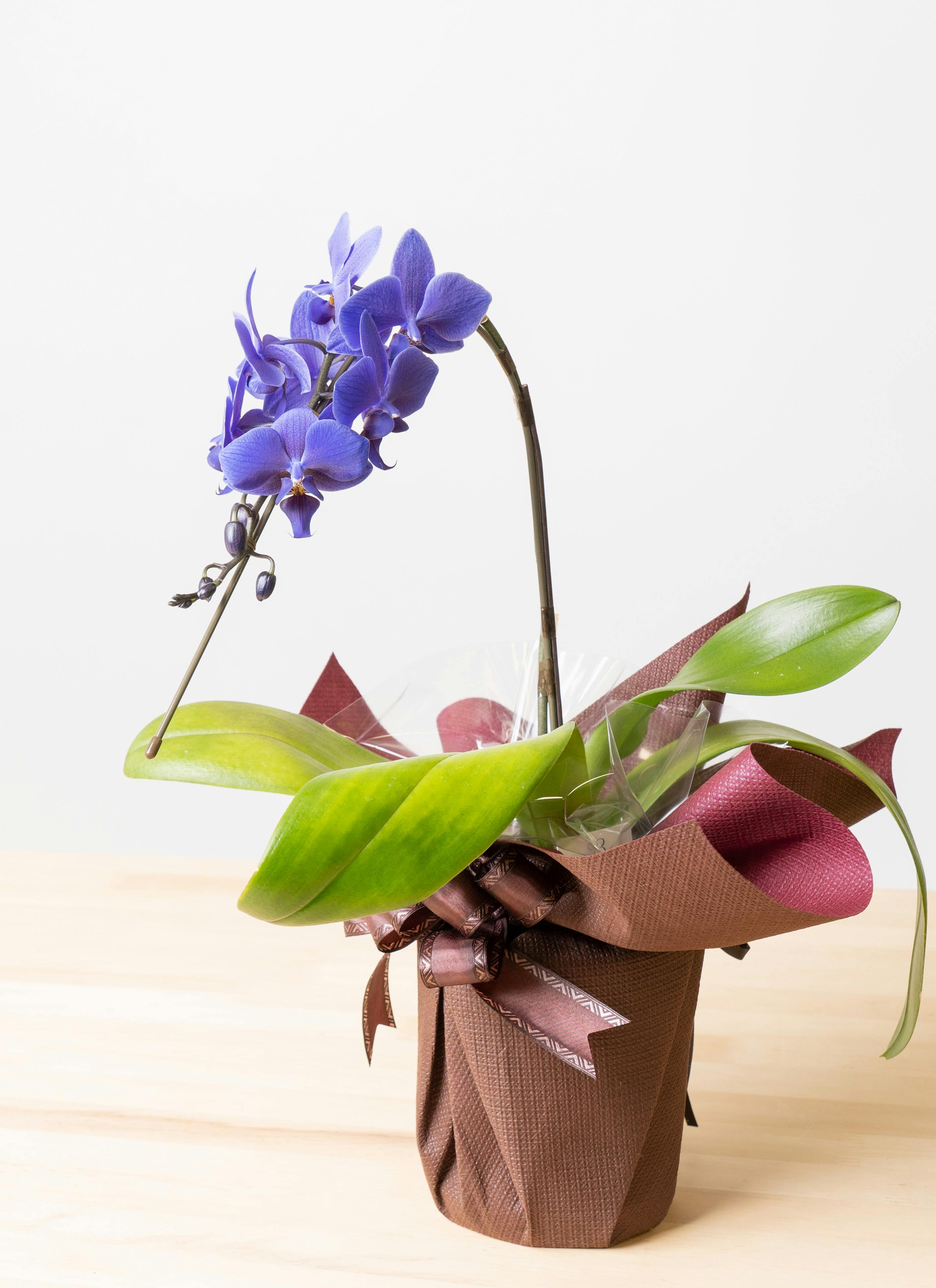 ミディ胡蝶蘭 Blue Gene（ブルージーン）1本立ち | 胡蝶蘭ならHitoHana