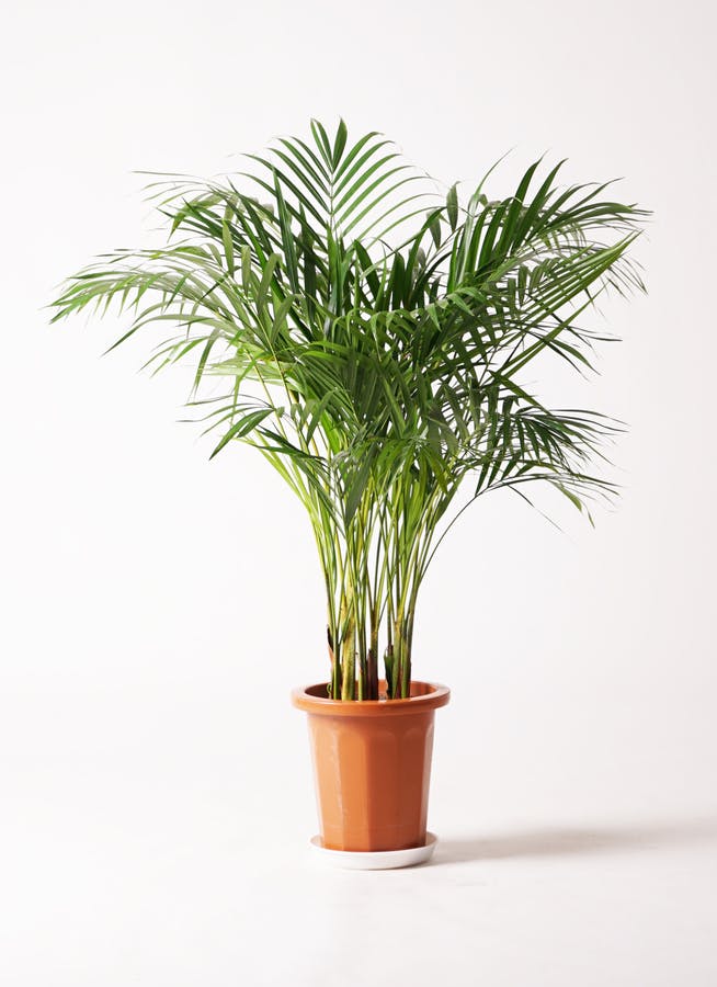 観葉植物 アレカヤシ 8号 プラスチック鉢 | 観葉植物ならHitoHana(ひと