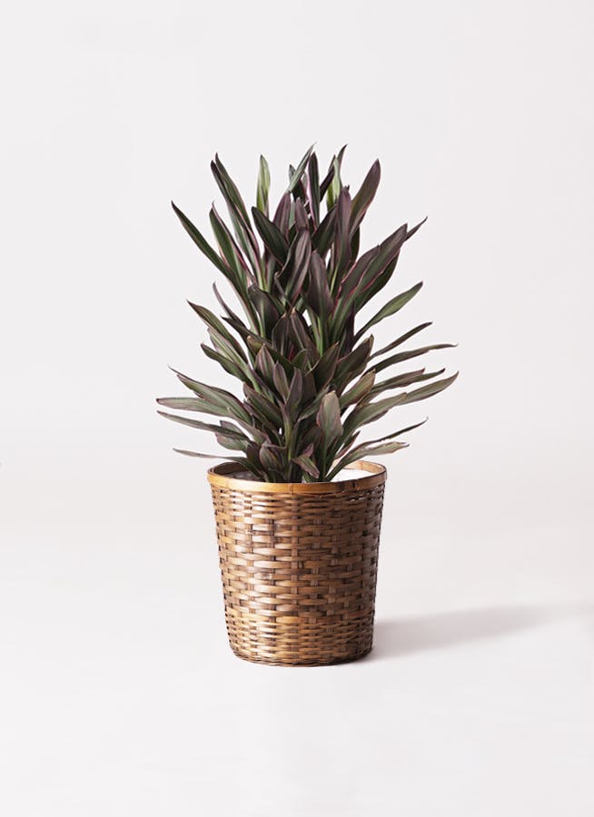 コルディリネ (コルジリネ) サンゴ | 観葉植物通販HitoHana(ひとはな)