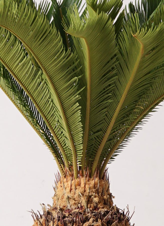 観葉植物 ソテツ 10号 プラスチック鉢 | 観葉植物ならHitoHana(ひとはな)