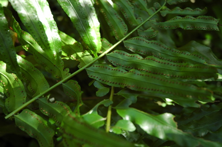 ホウビカンジュ