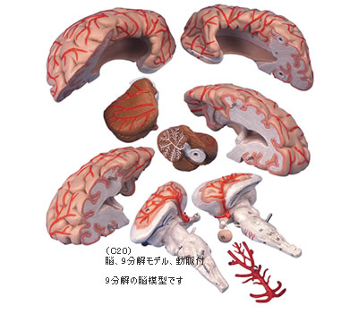 C20 脳9分解模型 動脈付｜脳模型