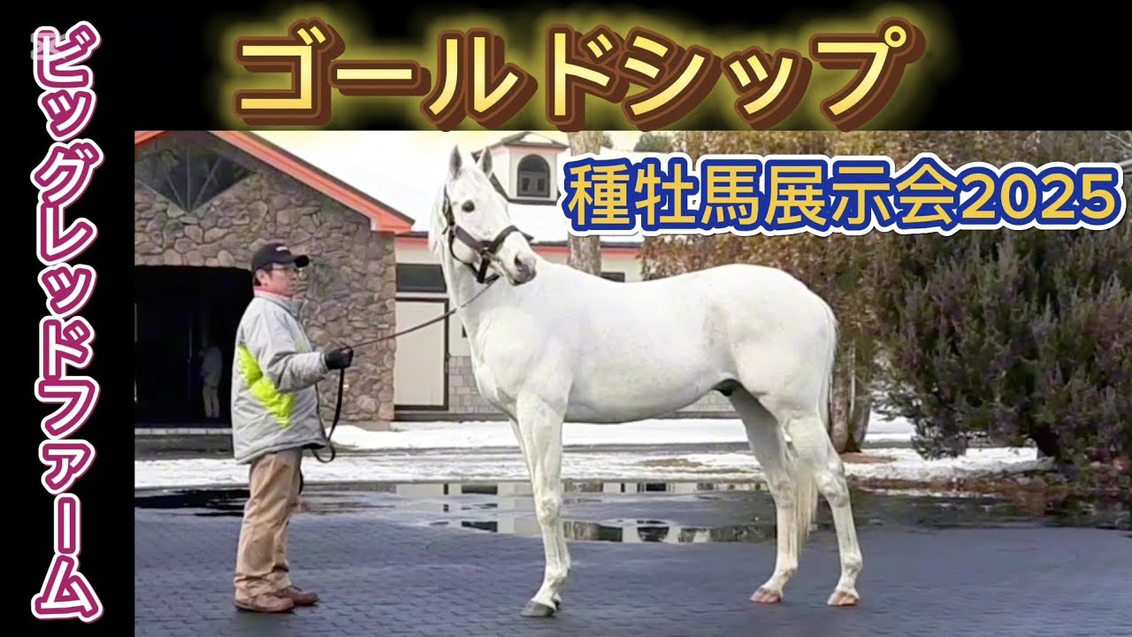 Gold Ship Big Red Farm Stallion Exhibition 2025 - YouTube